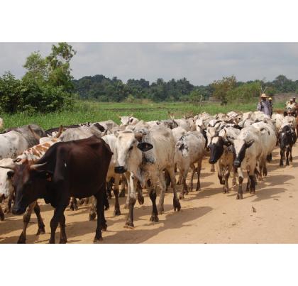 Pastoral Information